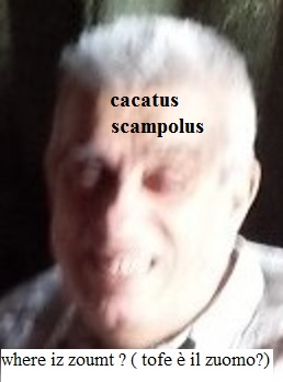 cacatus scampolus.jpg
