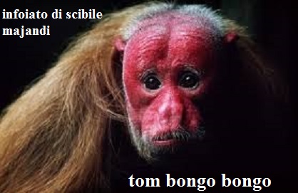 tom bongo bongo.jpg